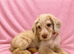 Labradoodle F1B Health clear pups