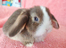 Selection of mini lop babies available
