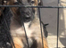 German shepherd x german shepherd/belgian Malinois puppy's