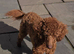 Stunning Red Toy poodle