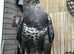 Stunning male buzzard for sale