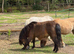 Mini Shetland mare