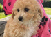 Cavachon x toy poodle puppies