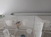 2025 Black Goldfinch Proven Pair