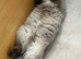 Seal point female ragdoll