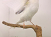 This year white canary male very tall bird