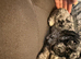 FB1 jackapoo poodle puppies
