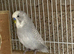 Budgie pair