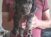 Puppies