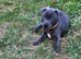 Kc Reg Blue staffordshire bull terriers