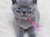 GCCF registered Chunky kittens