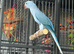 Indian Ringneck