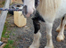 Dasy lovely cob blue and white yearling filly