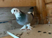 Kurdish pigeon