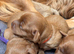 F1 Cavapoo Puppies