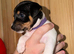 Gorgeous Litter Of Traditional Jack Russell Puppies 4 Boys 1 Girl