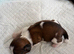 Shih Tzu puppies
