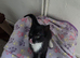 2 Beautiful Female Kittens – Ready Now, Vet Checked & Litter Trained £120