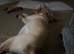 Yellow Labrador 8 months