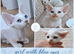Neutered White Devon Rex Girl with Blue Eyes – Ready Now