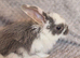 Baby french lops