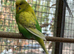 Pair of exhibition budgies