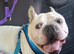 5 frenchie pups ready to leave around 12 June