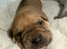 Cane Corso x rottweiler