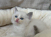 Beautiful ragdoll kittens