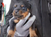 Rottweiler puppies