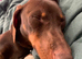 Jackhound for sale