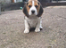 Beautiful Beagle Puppies