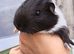 Male Guinea pig 7 weeks old