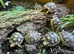 Baby Marginated Tortoise 2026 Hatchlings