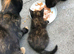 Kittens x 2