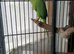 RIingneck parrot