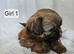 Last Little Boy Available – Ready to Fill Your Home with Love!