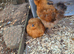 Pair of Silkies