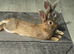 2 Beautiful Friendly Female Rabbits for Free &ndash; 6 Months Old &ndash; NW9 London