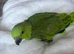 yellow naped amazon baby ( 1 left )