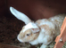 Continental giant rabbits from 12 months old females