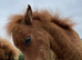 2 gorgeous filly foals mini Shetland and a mini horse
