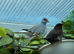 Pairs Diamond doves for sale