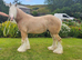 Beautiful 4 yr old palomino 14.2 cob stallion