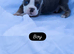 English bulldogs NEBBR Reg