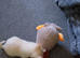 Cream/white boy pomchi puppy