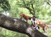 Pedigree for stud