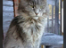 Maine Coon TICA registered Champiom Bloodline Kittens for Sale