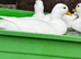 White call ducks