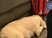 5 beautiful puppies looking for a loving forever home